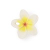 Μασητικό Oli &amp; Carol Hawaii the Flower